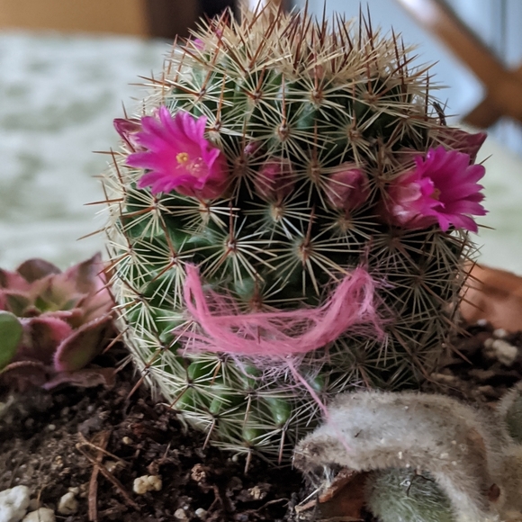 Meet your Posher, Chelsea - Picture 1 of 1